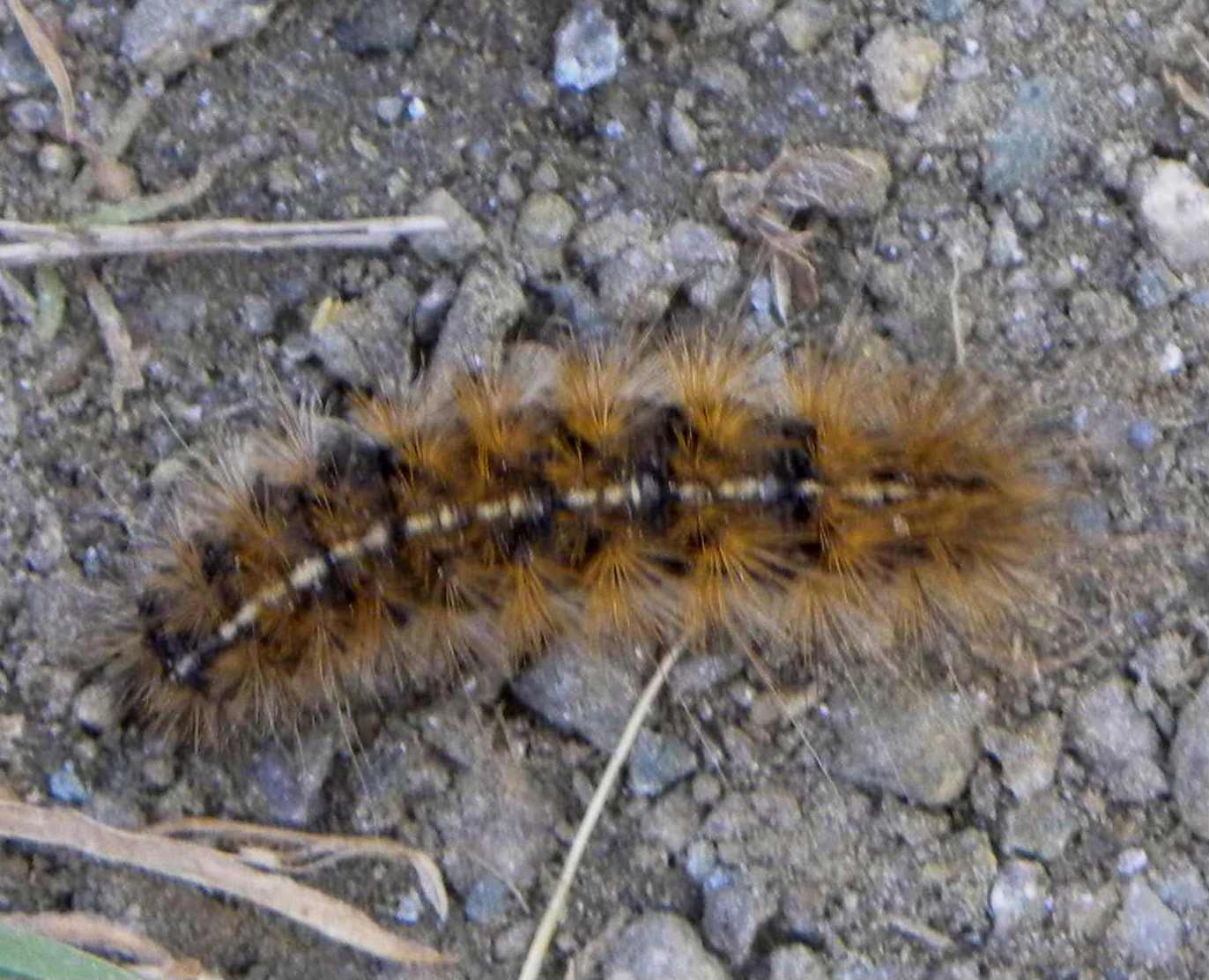 bruco da identificare